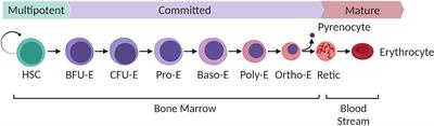 Generation of red blood cells from stem cells: Achievements, opportunities and perspectives for malaria research